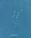 Elaionema villosum