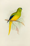 Elegant Parrakeet (1884-1887)