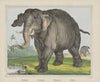 Elephant (1829-1880)