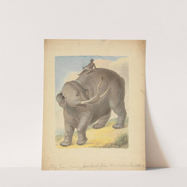 Elephant with Rider. by James Sowerby