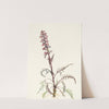Elephanthead. Pedicularis groenlandica (1925) by Mary Vaux Walcott