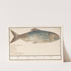 Elft (Alosa alosa) Elft. Alosa. Alose (1596-1610) by Anselmus Boëtius de Boodt