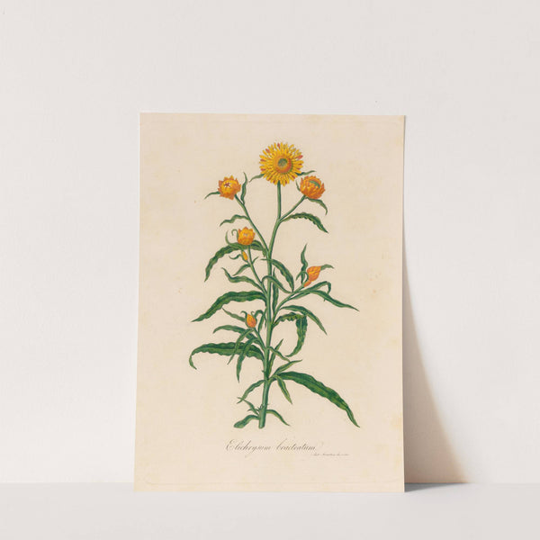 Elichrysum bracteatum (1818-1824) by Gaetano Savi