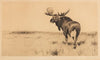Elk (1915-1924)