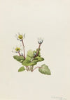 Elkslip (Caltha leptosepala) (1916)