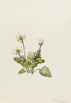 Elkslip (Caltha leptosepala) (1916)