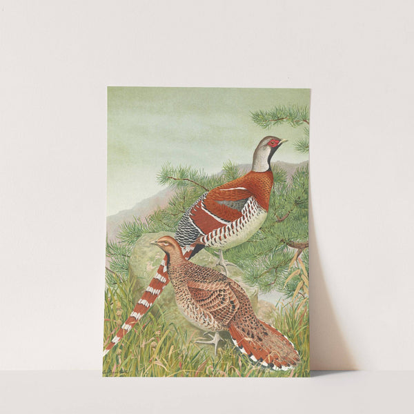 Elliot&#039;s Pheasant by Louis Agassiz Fuertes