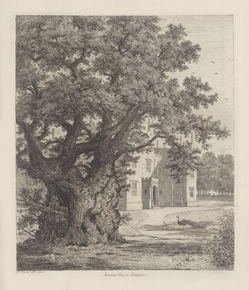 Elm at Checquers
