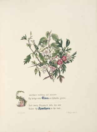Elms and hawthorns