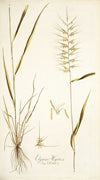 Elymus hystrix