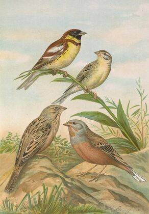 Emberiza aureola Pall, Emberiza caesia Cretschmar