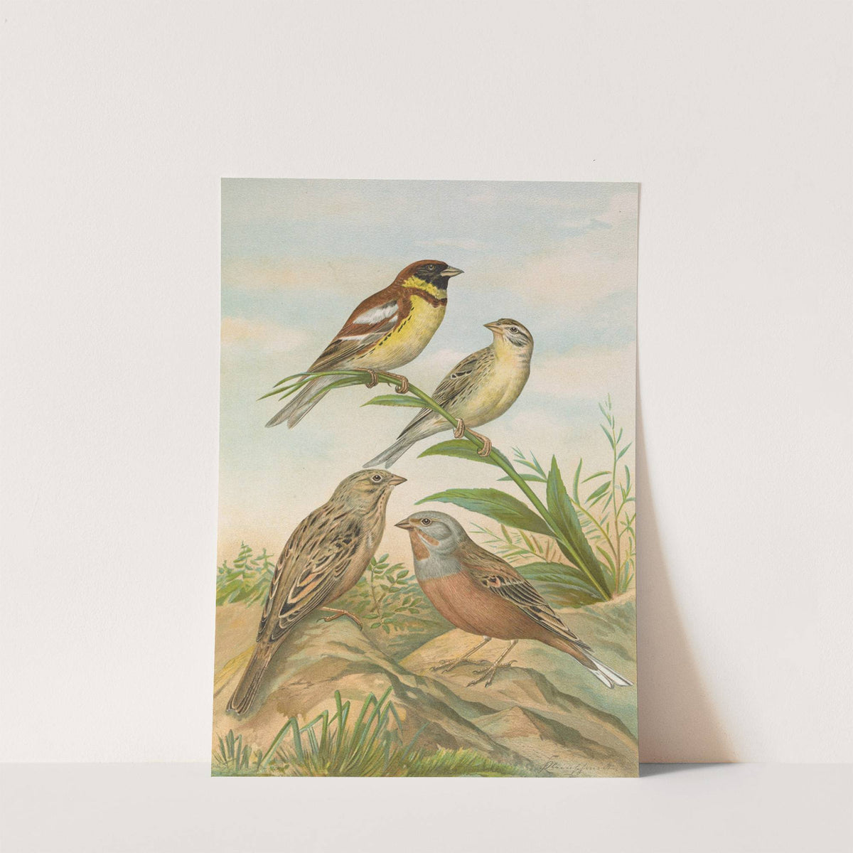 Emberiza aureola Pall, Emberiza caesia Cretschmar by Johann Friedrich Naumann