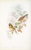 Emberiza cirlus. Cirl Bunting. (1862-1873)