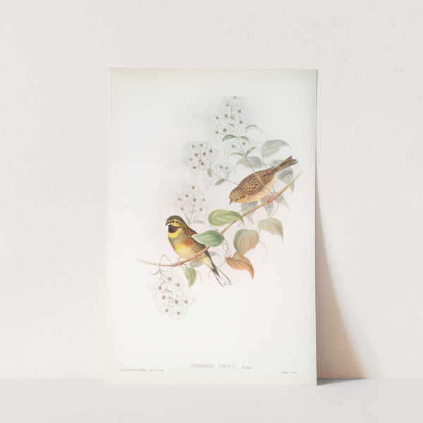 Emberiza cirlus. Cirl Bunting. (1862-1873) by John Gould