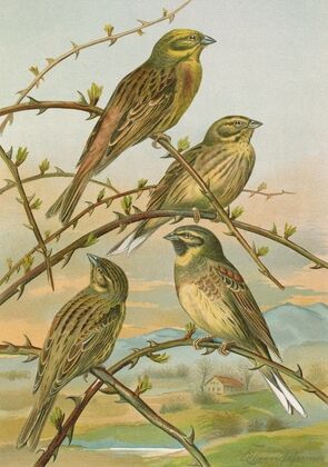Emberiza citrinella, Emberiza cirlus