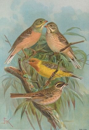 Emberiza hortulana, Emberiza luteola Sparrm, Emberiza chrysophrys Pall