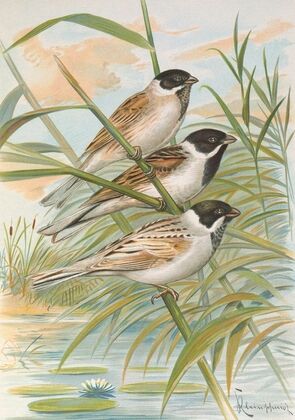 Emberiza intermedia Michahelles, Emberiza palustris Savi, Emberiza pyrrhuloides Pall