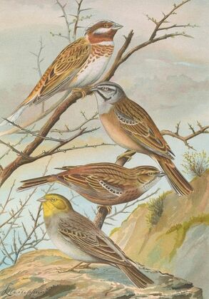 Emberiza leucocephala Gmel, Emberiza cia, Emberiza cinerea Strickl
