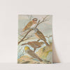 Emberiza leucocephala Gmel, Emberiza cia, Emberiza cinerea Strickl by Johann Friedrich Naumann
