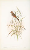 Emberiza pusilla. Dwarf Bunting. (1862-1873)