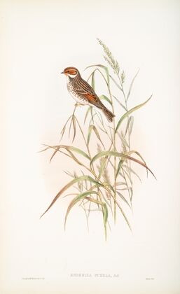 Emberiza pusilla. Dwarf Bunting. (1862-1873)
