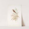 Emberiza pusilla. Dwarf Bunting. (1862-1873) by John Gould
