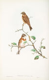 Emberiza rustica. Rustic Bunting. (1862-1873)