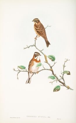 Emberiza rustica. Rustic Bunting. (1862-1873)