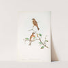 Emberiza rustica. Rustic Bunting. (1862-1873) by John Gould