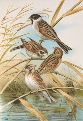 Emberiza schoeniclus
