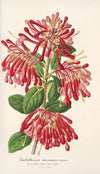 Embothrium coccineum