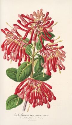 Embothrium coccineum