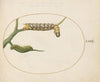 Emperor Moth Caterpillar with a Second Caterpillar on a Branch (1575-1590)