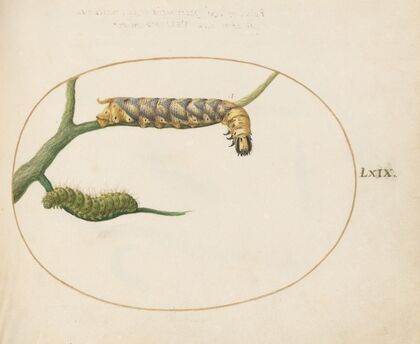 Emperor Moth Caterpillar with a Second Caterpillar on a Branch (1575-1590)