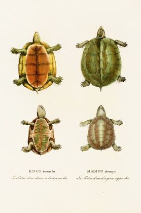 Emys Dorsualis, Emys Stenops