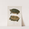 Emys terrapin. by John Edwards Holbrook
