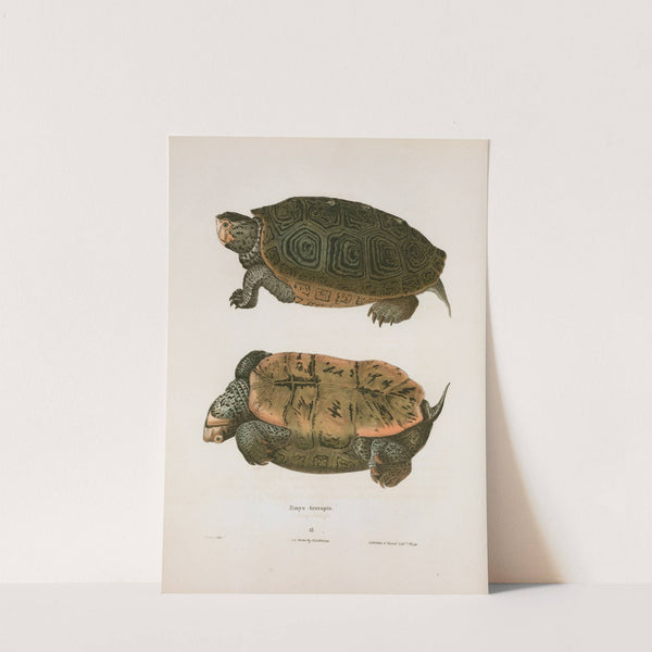 Emys terrapin. by John Edwards Holbrook