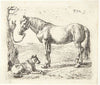 En hest og en hund