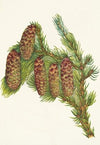 Engelmann Spruce. Picea engelmanni (1925)