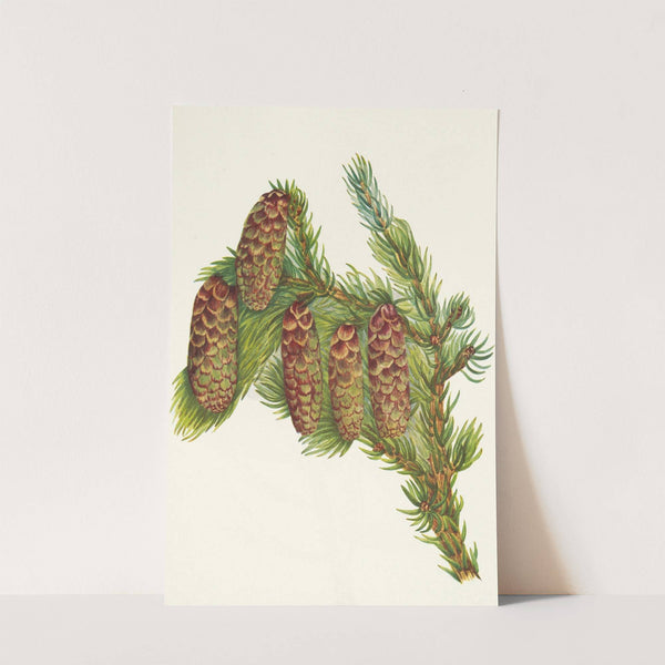 Engelmann Spruce. Picea engelmanni (1925) by Mary Vaux Walcott