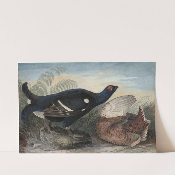 English Black Cocks by John James Audubon