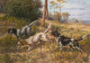 English Setters in Field