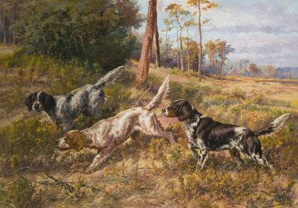 English Setters in Field