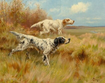 English setters on point