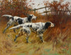 English Setters