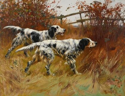 English Setters