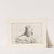 Engravings after Guercino&#039;s Libro dei Disegni Pl.03 by Francesco Curti