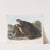 Enhydra marina, Sea Otter. Young male. (1845-1848) by John Woodhouse Audubon