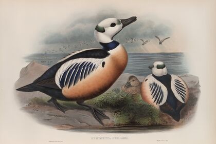 Eniconetta Stelleri. Steller’s Duck. (1862-1873)