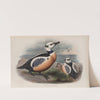 Eniconetta Stelleri. Steller’s Duck. (1862-1873) by John Gould